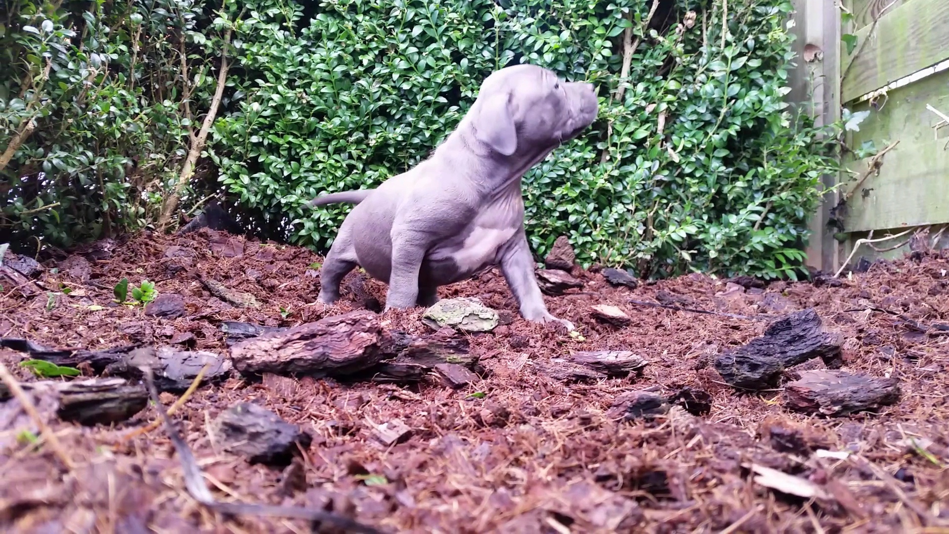 American Bully Kennel The Falcon - Lionheart Bloodline
