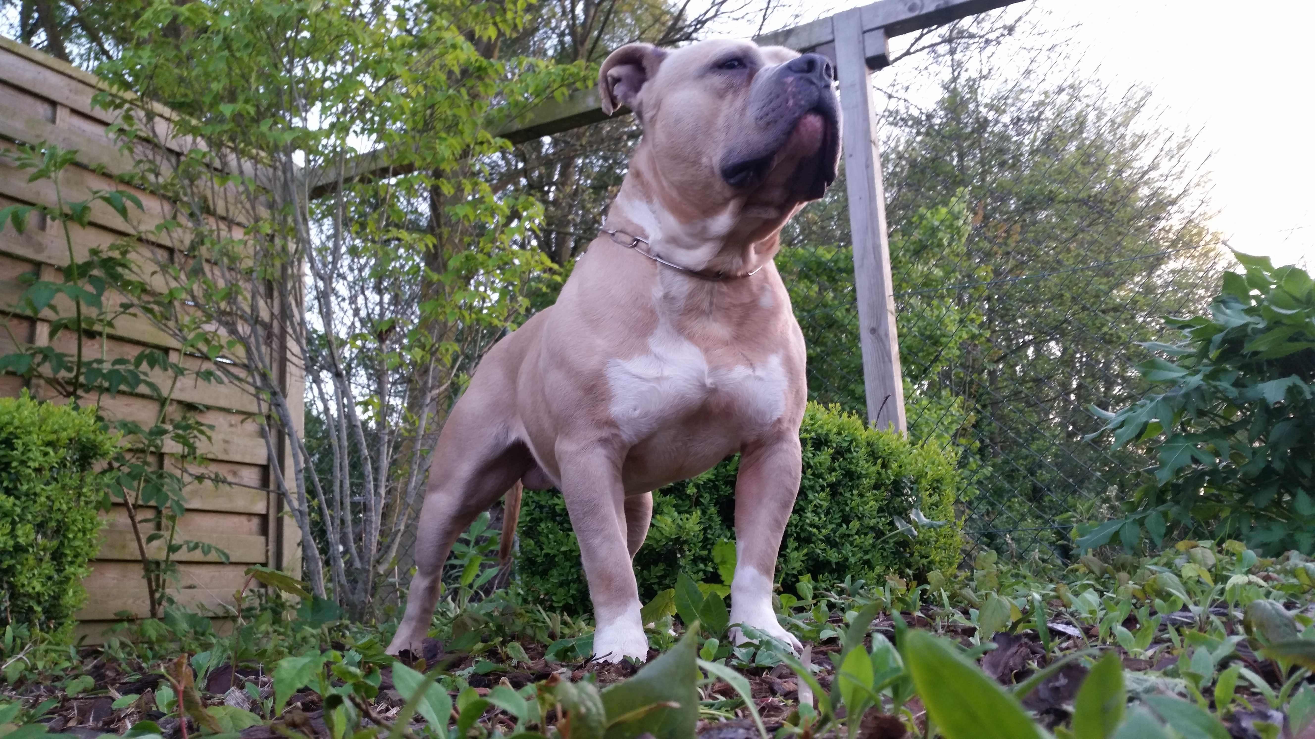 American Bully Kennel The Falcon Lionheart Bloodline Mailo
