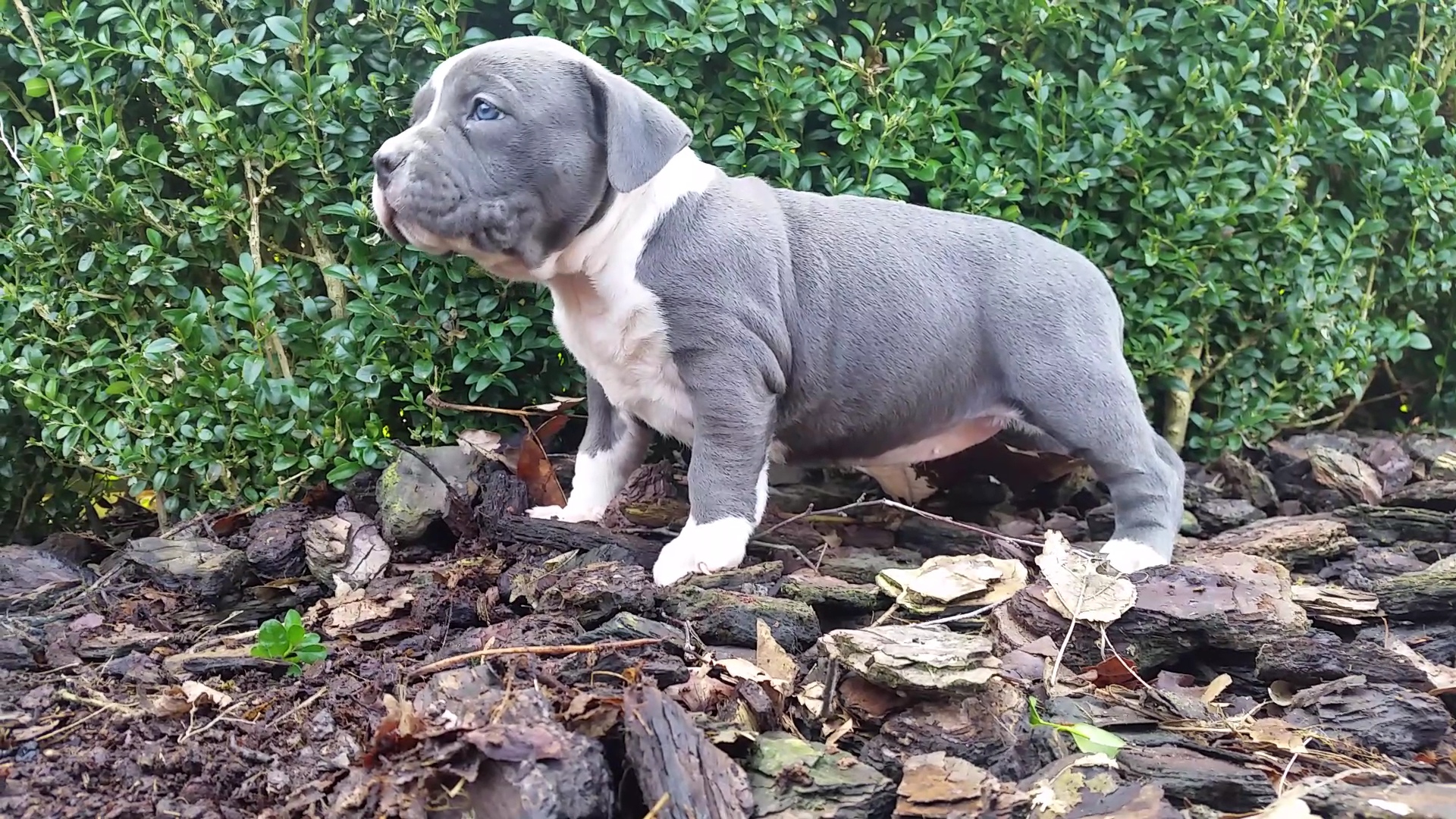American Bully Kennel The Falcon - Lionheart Bloodline