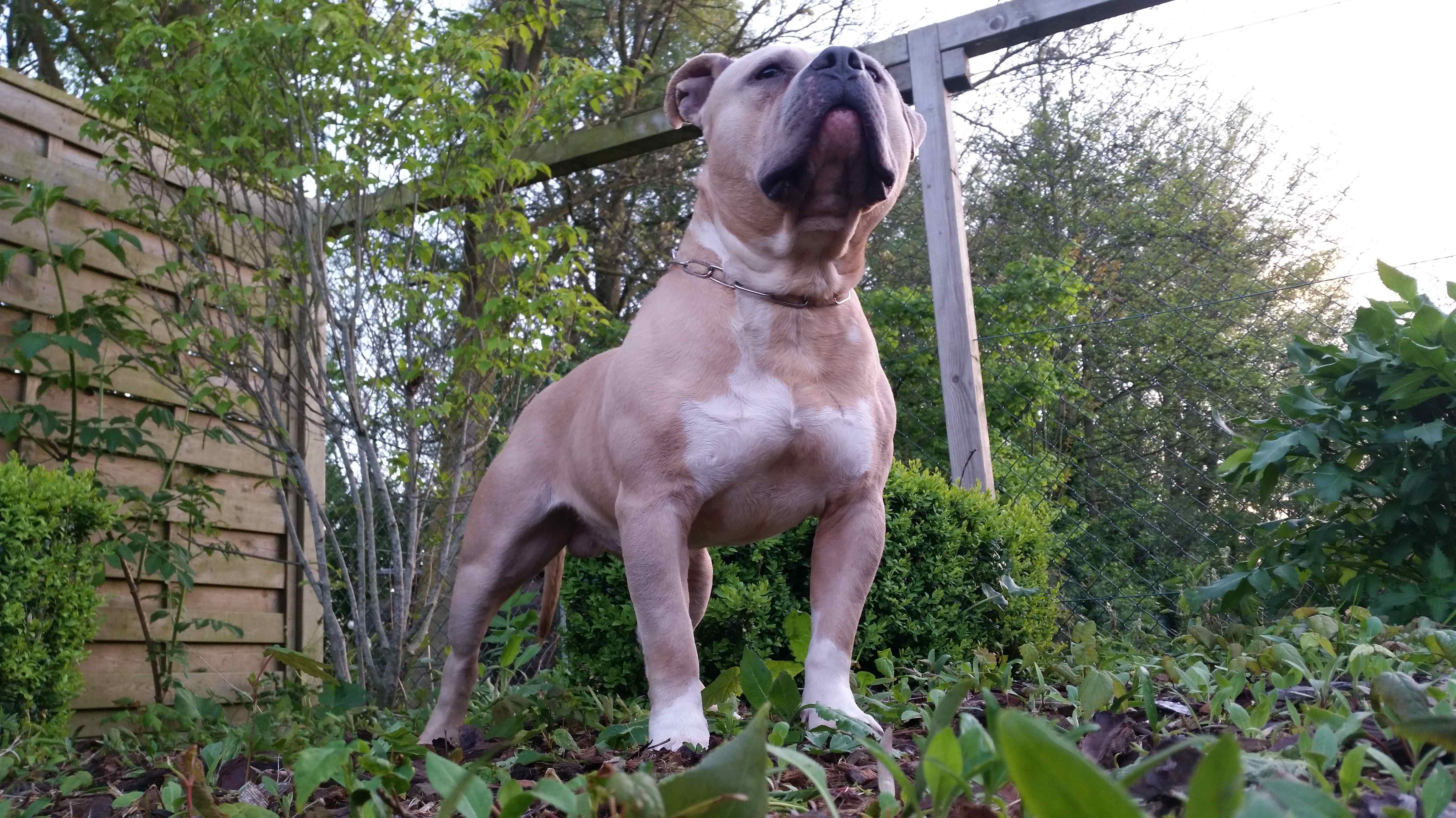 American Bully Kennel The Falcon Lionheart Bloodline Mailo